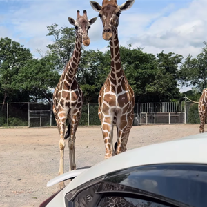טיול קנצ'נבורי
